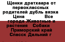 Щенки дратхаара от первоклассных  родителей(дубль вязка) › Цена ­ 22 000 - Все города Животные и растения » Собаки   . Приморский край,Спасск-Дальний г.